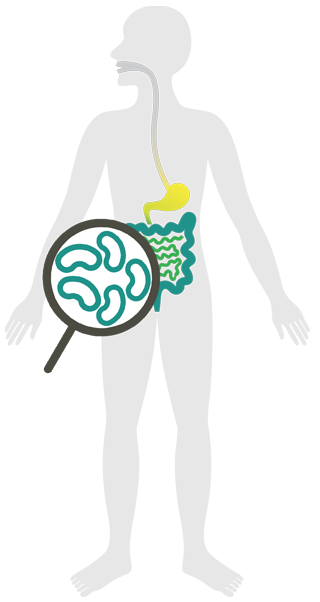 Το Lactobacillus plantarum υπάρχει φυσικά στο μικροβίωμα του εντέρου.