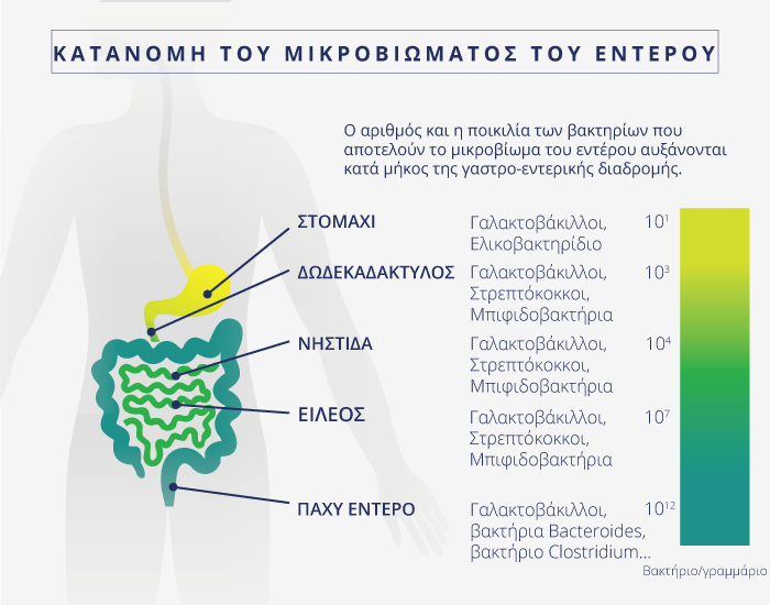 Ο αριθμός και η ποικιλία των βακτηρίων που αποτελούν το μικροβίωμα του εντέρου αυξάνονται κατά μήκος της γαστρο-εντερικής διαδρομής.