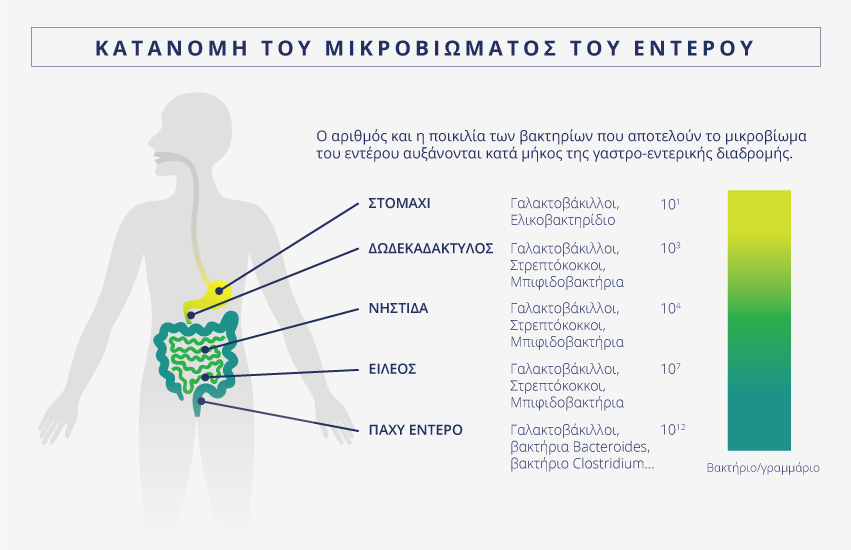 Ο αριθμός και η ποικιλία των βακτηρίων που αποτελούν το μικροβίωμα του εντέρου αυξάνονται κατά μήκος της γαστρο-εντερικής διαδρομής.